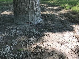 The base of a pecan tree shows the beneficial effects of a river flood.