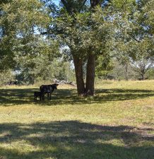 Two cows graze underneath a native pecan tree.