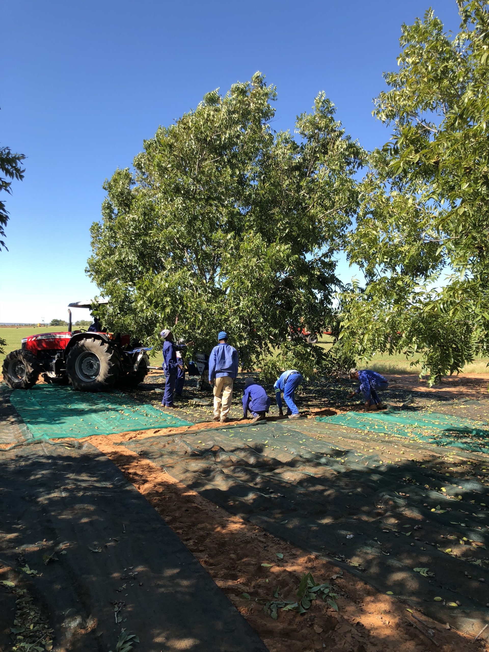 South Africa—The Pecan Industry's Next Paradigm Shift? Pecan South