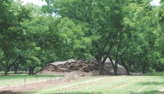 A pile of mulch in the middle of a pecan grove will be used as an alternative fertilizer source to young trees.