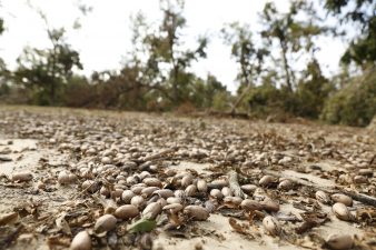 Mature crop lays scattered on an orchard floor in Georgia after Hurricane Michael. RMA's changes to the Pecan Revenue policy will help growers impacted by this storm.