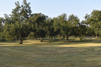 A native pecan grove in southern Oklahoma.