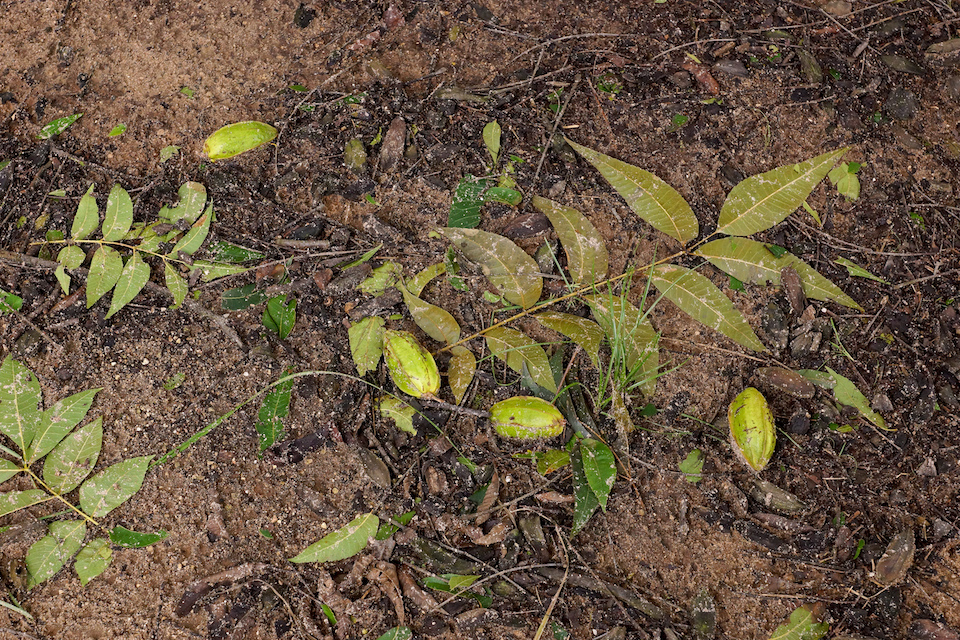 Pecan crop and leaves on the ground post-Hurricane Michael