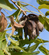 Pecans damaged from a hurricane hang on a tree in Georgia. These nuts will suffer quality loss from the hurricane; growers may apply for USDA assistance to combat this loss.