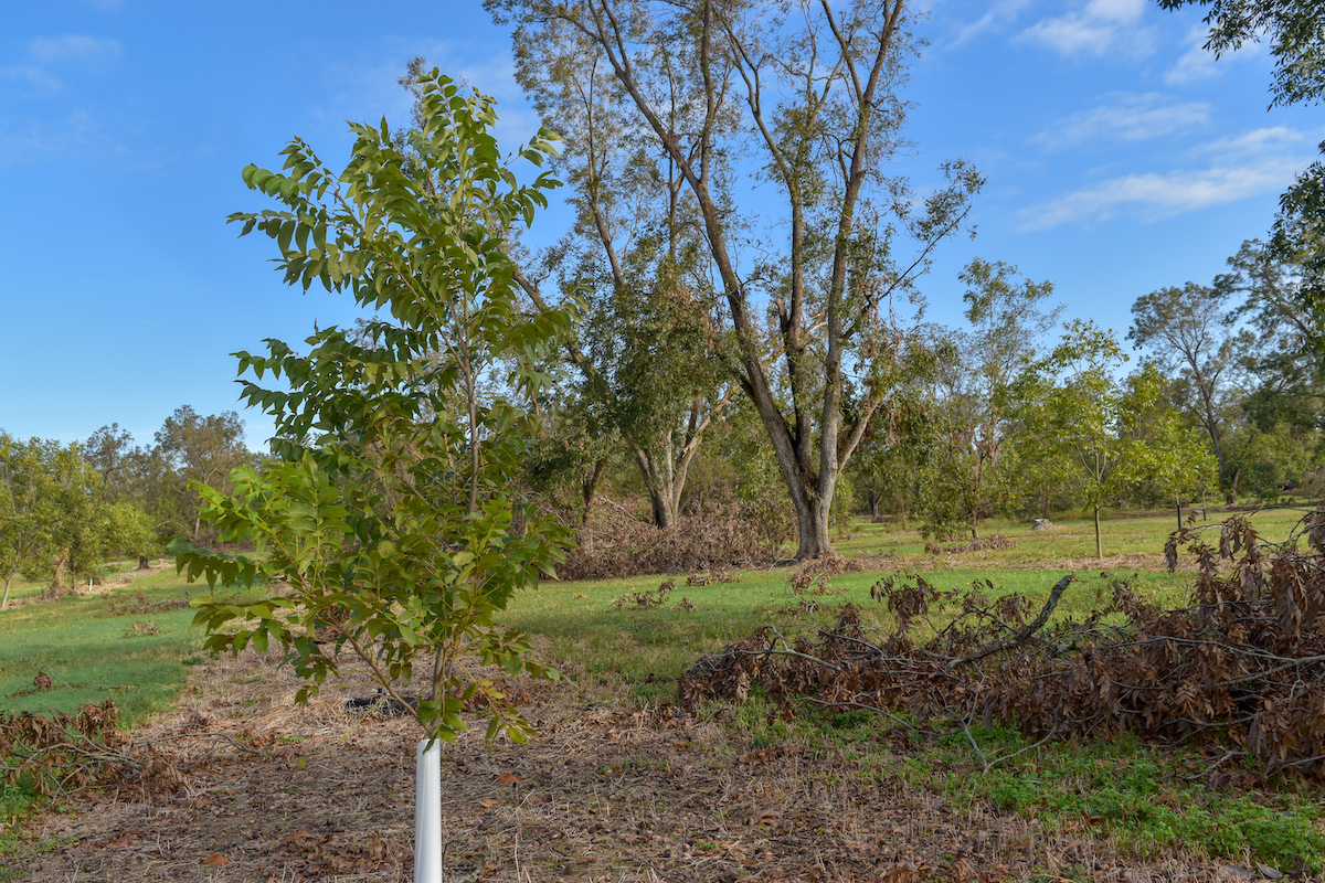sunnyland farms, 7 Pecan South MagazinePecan South magazine The