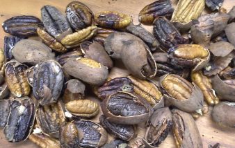 black pecan kernels