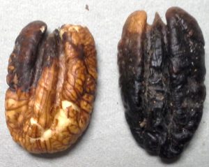 two blackened pecan kernels