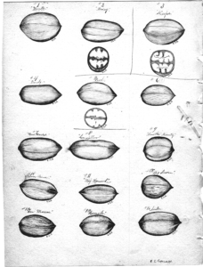 pecan drawings of 'Longfellow' sample in 1891