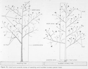 Illustration from 1973 showing the different between a seedling tree and a grafter nursery tree