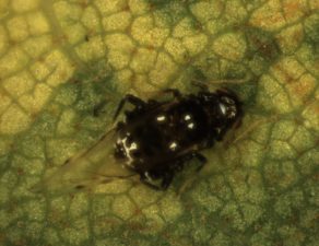 Adult black aphid sits on a pecan leaf.
