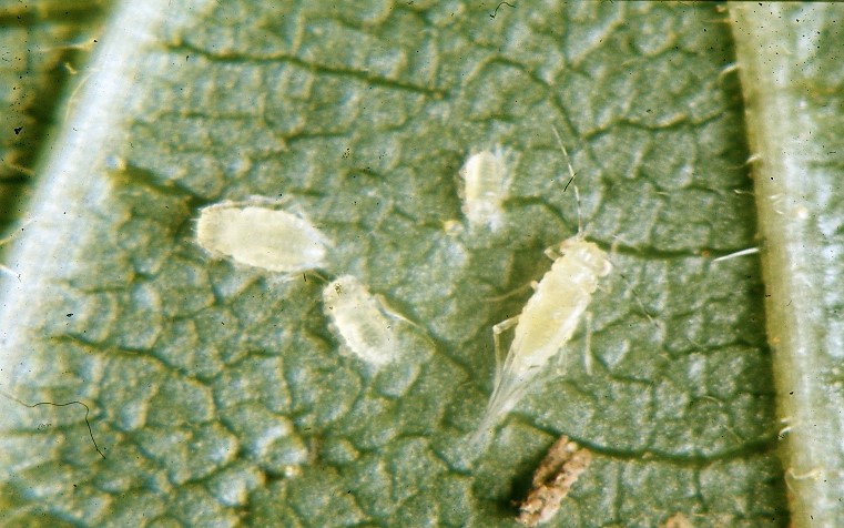 yellow pecan aphid