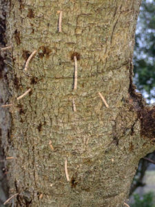 Toothpick-like projections come out from the trunk of this pecan tree, which is a sign of an ambrosia beetle infestation