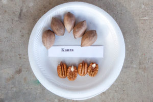 Kanza sample from TAMU orchard from 2018 crop