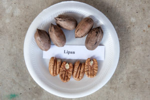 lipan sample from TAMU orchard from 2018 crop