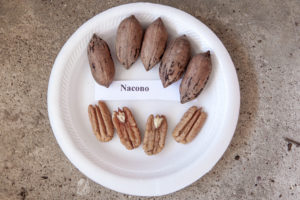 The sample of 'Nacono' pecans from the Texas A&M Orchard.