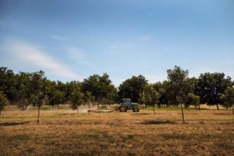 a tractor driving through the pecan orchard