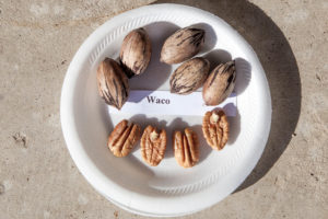 The sample of 'Waco' pecans from the Texas A&M Orchard.