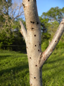 Narrow trunk with holes in it caused by a shothole borer.