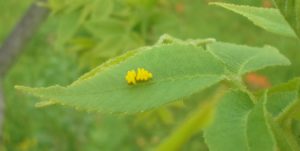 a cluster of ladybug eggs on a leaf