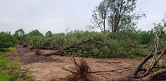 After the tornado, mature pecan trees lay uprooted and scattered about the orchard.