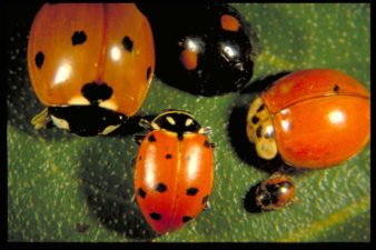 lady bugs with different spots on a leaf
