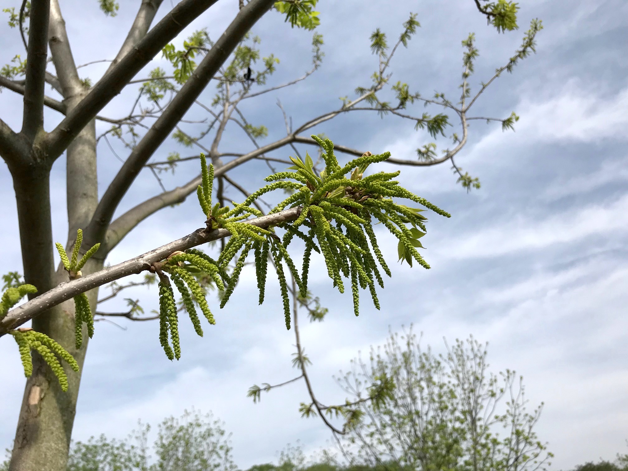 catkins, desirable Pecan South MagazinePecan South magazine The