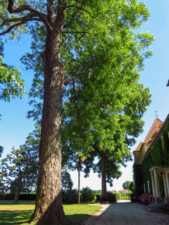 A tall, mature pecan tree stretches toward the sky and provides shade over a stone walkway, outside of Château Carbonnieux.