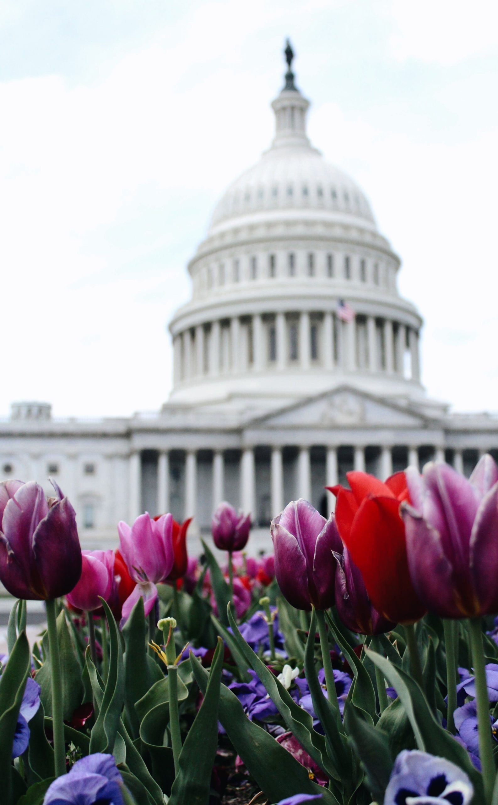 Blooming tulips sit in the foreground of this shot of the U.S. Capitol