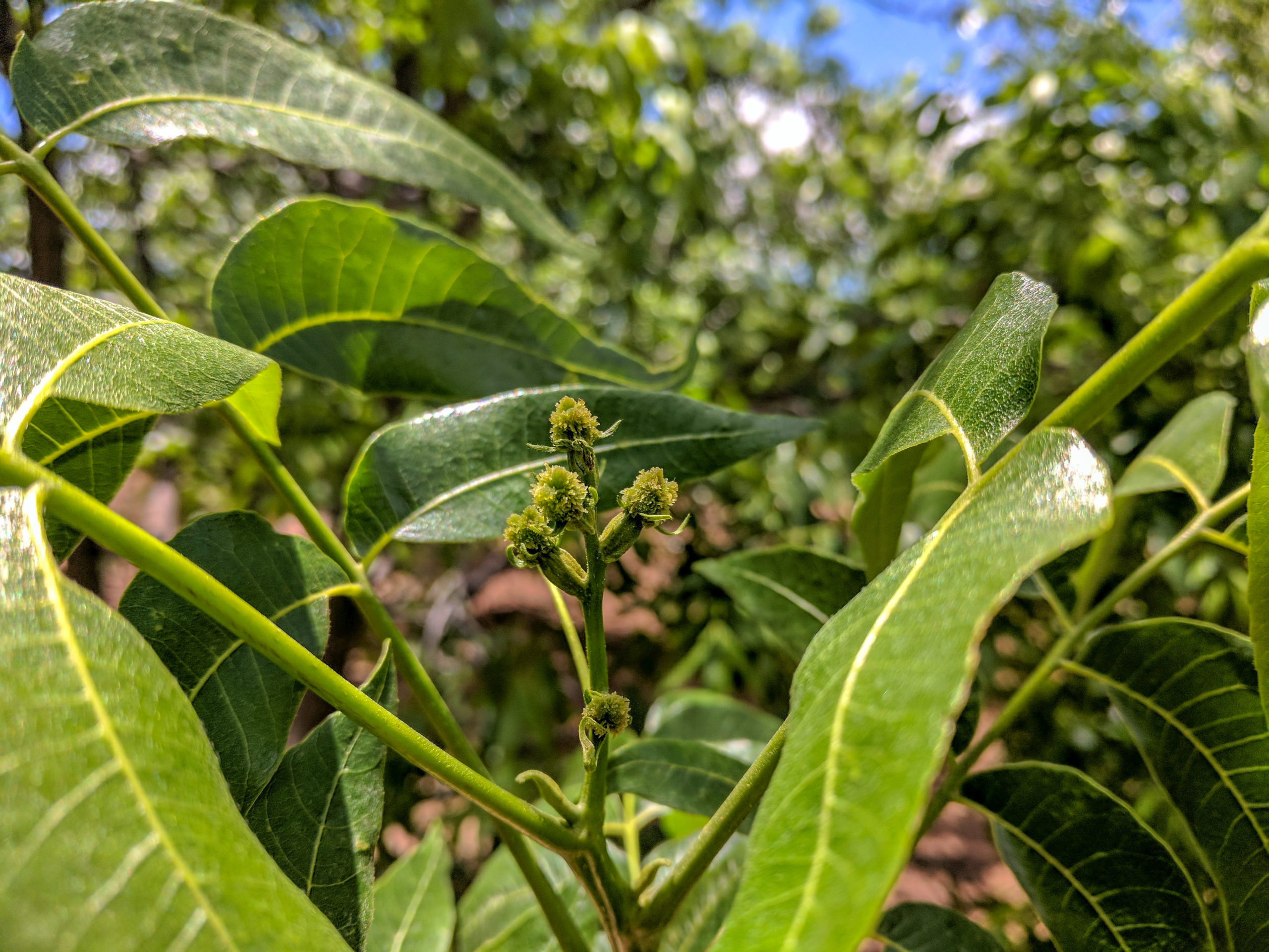 non-pollinated 'Wichita' flowers