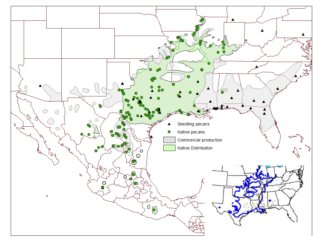 Maps that show commercial pecan distribution in the U.S. and Mexico