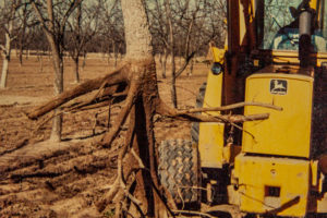 Held up by a lift, a pecan tree shows its permanent roots—thicker than feeder roots and shorter.