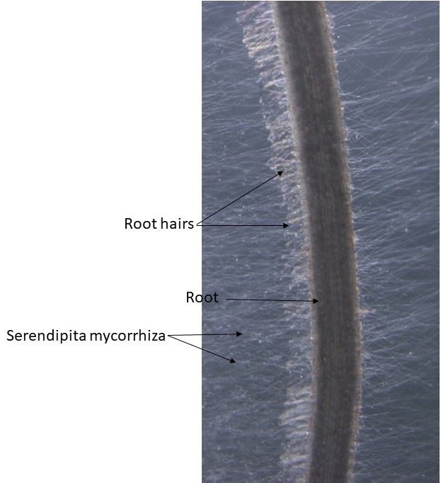 This microscopic view of a Switchgrass root appears like a thick, brown line with tiny blondish root hairs branching off of it. The Serendipita mycorrhiza appear like fuzzy, thin, white lines in the background.