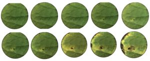 Circular slides that show the development of yellow chlorotic spot that grows with the black pecan aphid.
