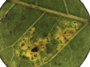A adult black pecan aphid and her nymphs sit on the yellow, chlorotic spot that they created on this once green pecan leaf.