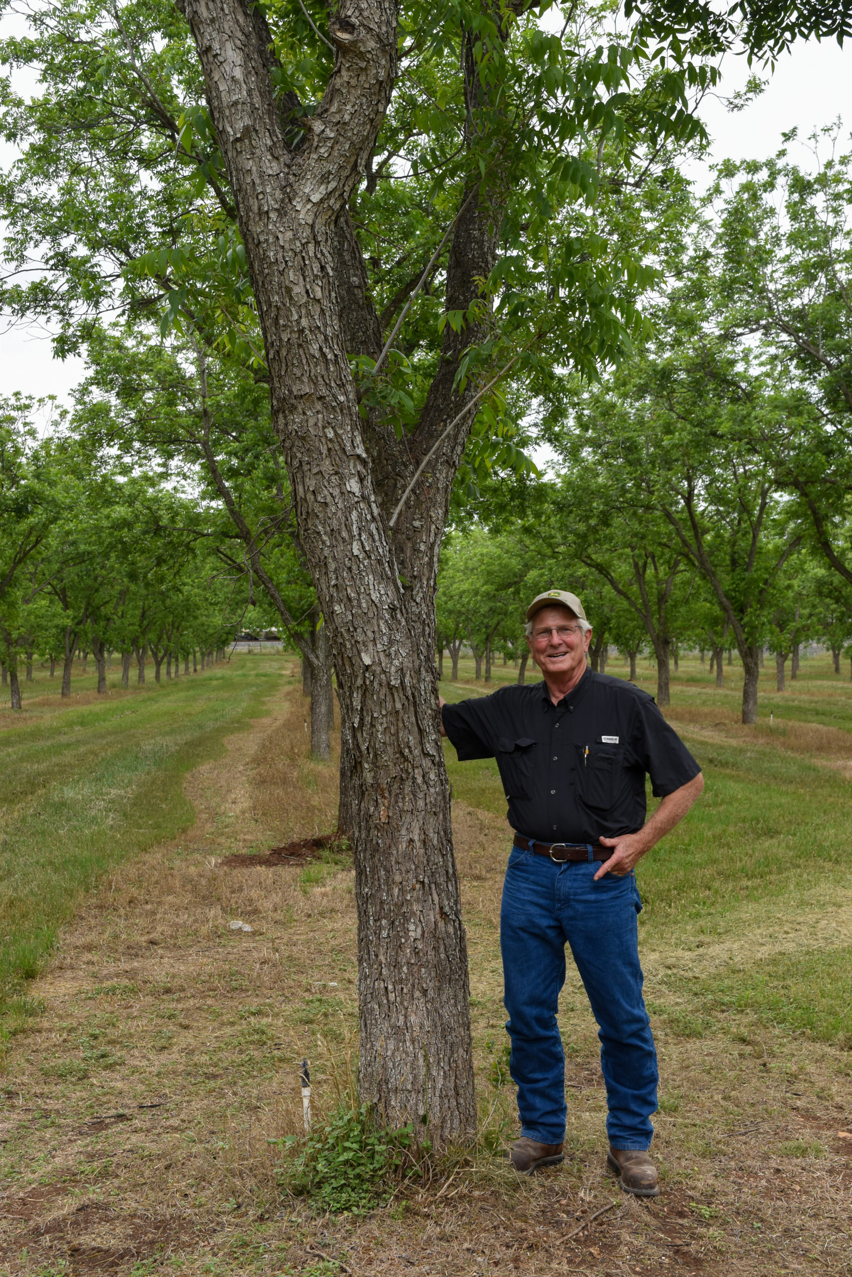 Mark Friesenhahn poses with a mature pecan tree in his family orchard.