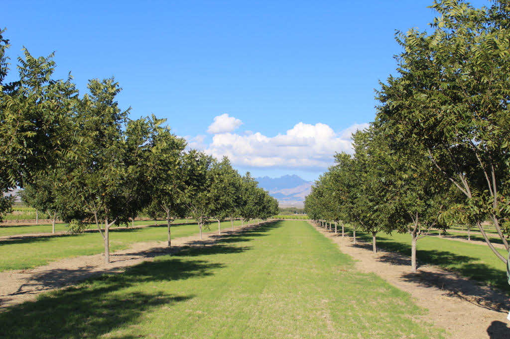 An orchard in the western part of the U.S. that has no vegetation in the tree rows but a mow strip of grass between each row of trees.