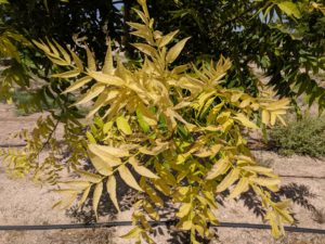 A bundle of yellowed leaves that suffer from leaf chlorosis