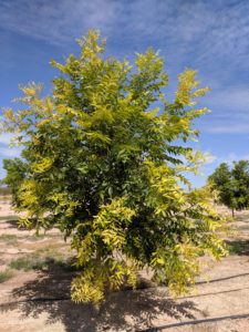 A pecan tree has light green foliage with bursts of yellow scattered at the end of its branches.