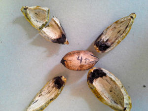 A 'Lakota' pecan with the shuck opened around it to show the damage.