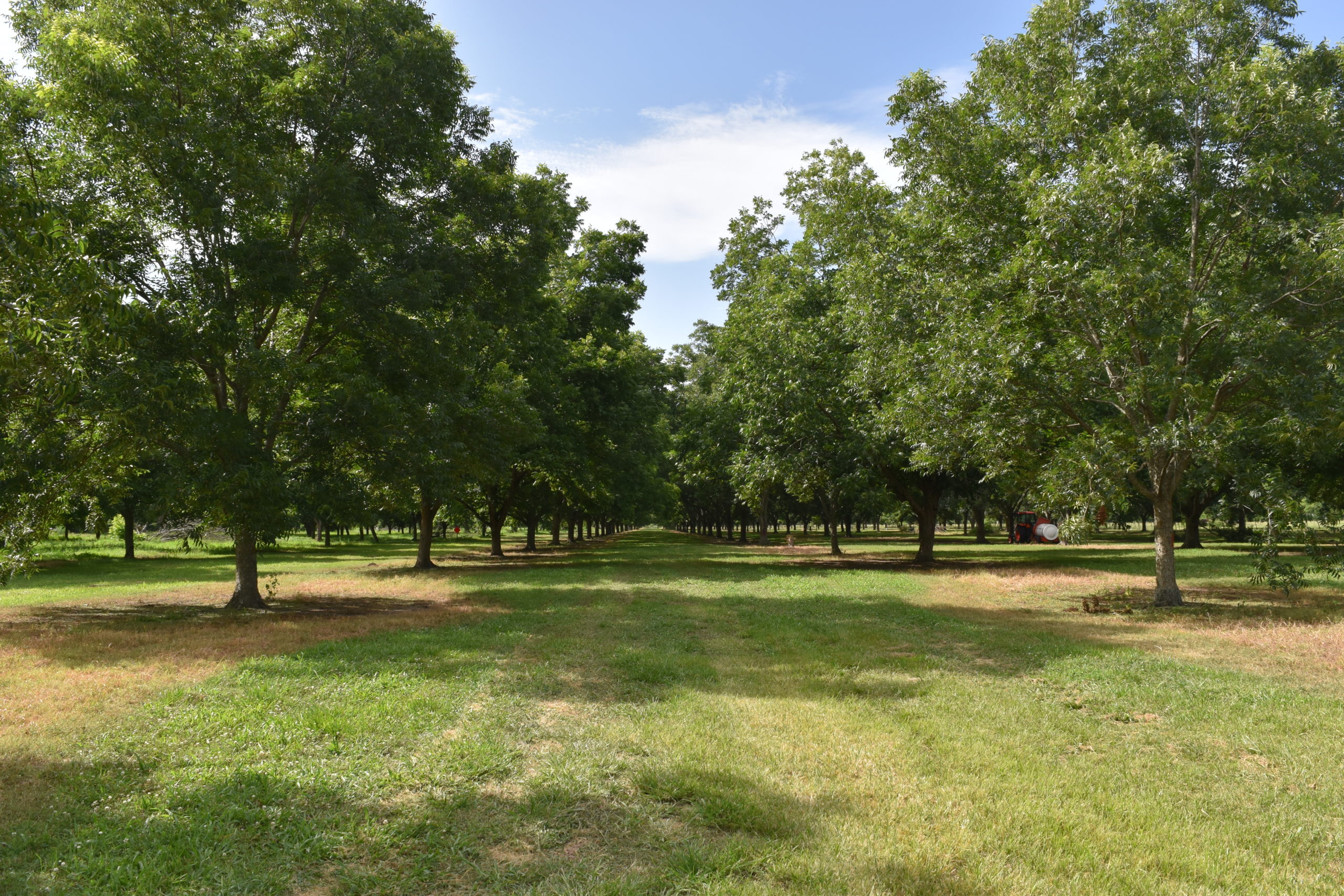 A wideshot of two rows of mature pecan trees in New Roads, Louisiana.