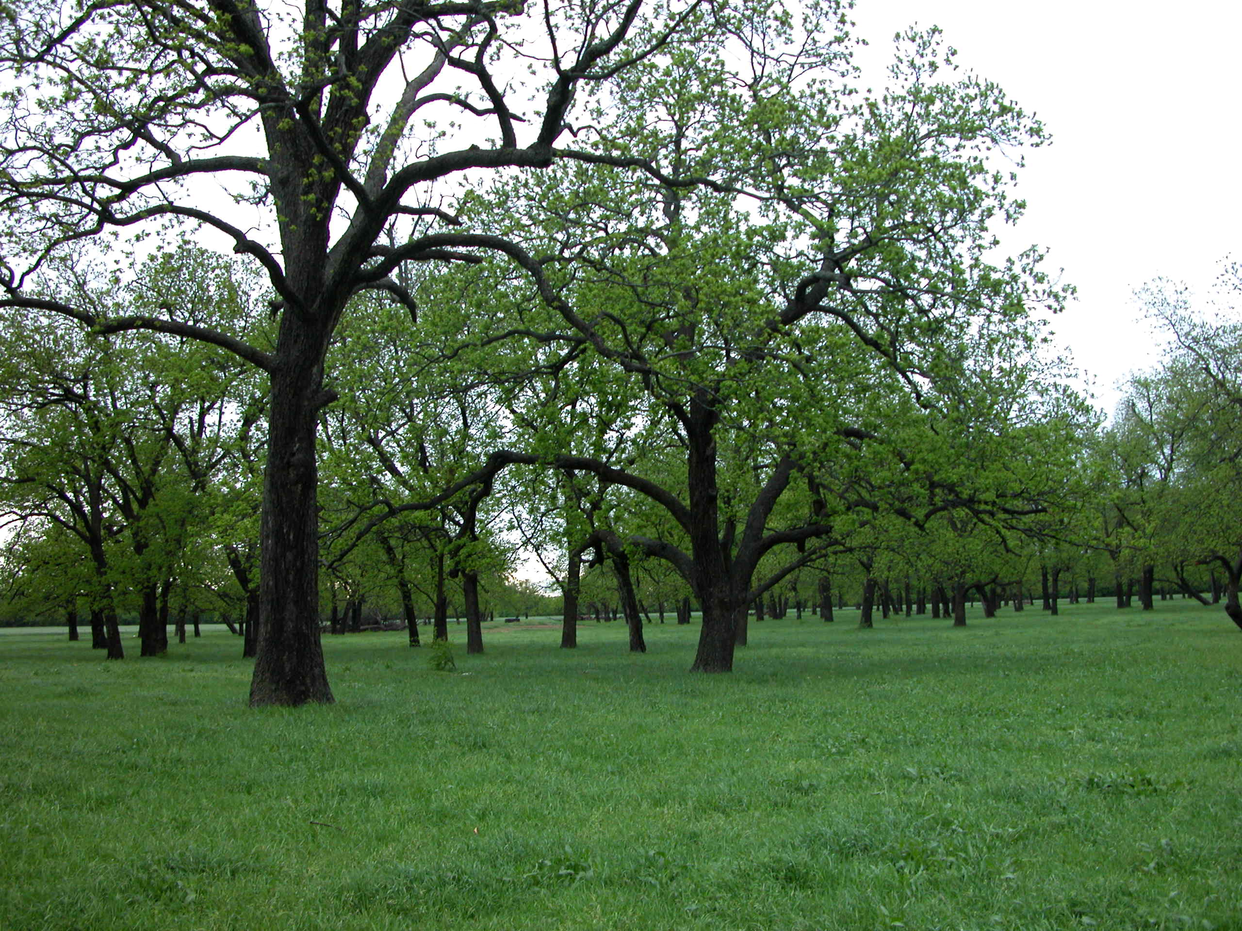 A native pecan grove near the Red River in Oklahoma.