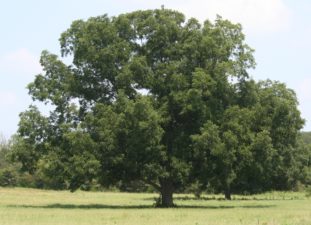 A native pecan tree grows tall in an Oklahoma grove.