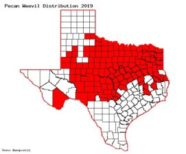 A map shows the counties in Texas that are infected with weevil.