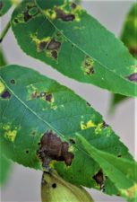 Two vibrant green leaves with brown and yellow spots from aphids.
