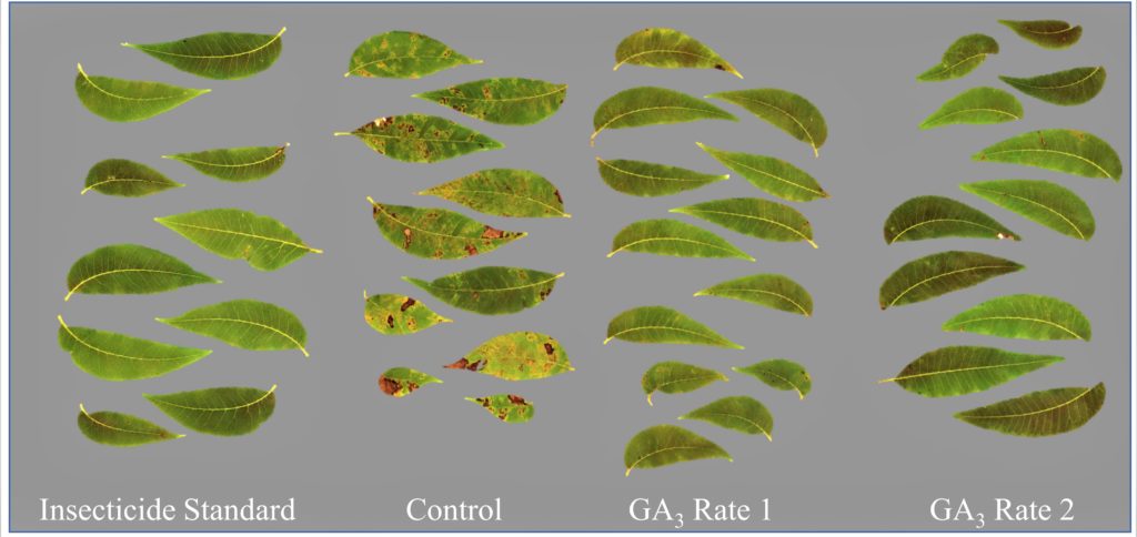Four collections of leaves lined up next to one another. Each grouping shows different rates of yellowing and browning caused by the black pecan aphid.