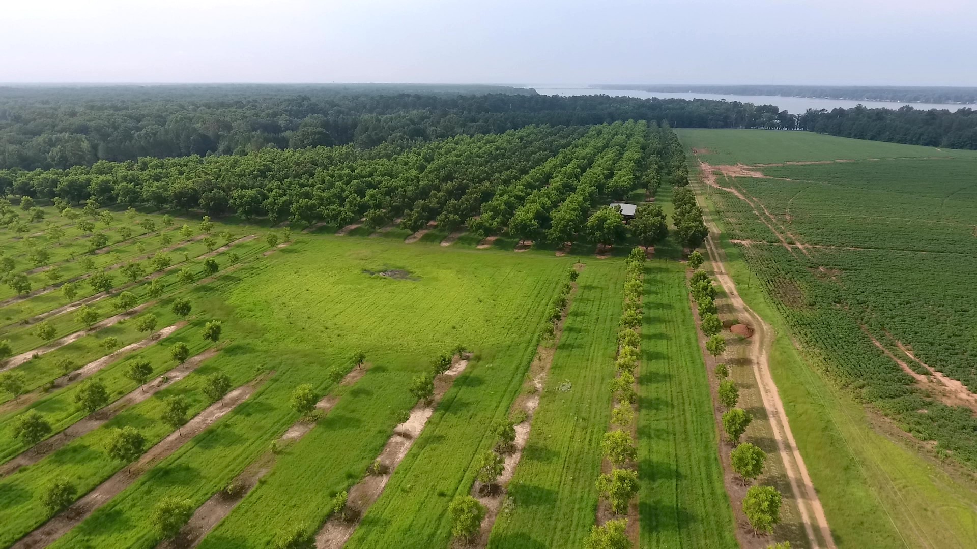 Aerial view of a pecan orchard.