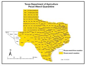Every Texas county on this map is highlighted yellow except the five most Western counties. The yellow represents those included in the Texas Department of Agriculture's Pecan Weevil Quarantine.