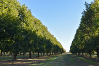Two rows of mature trees in a West Texas orchard.