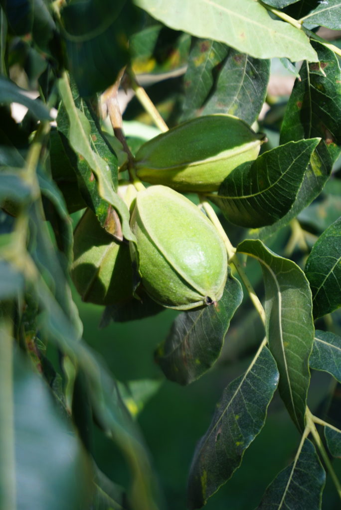 South Pecan Co. agrees to process FICO pecans Pecan South