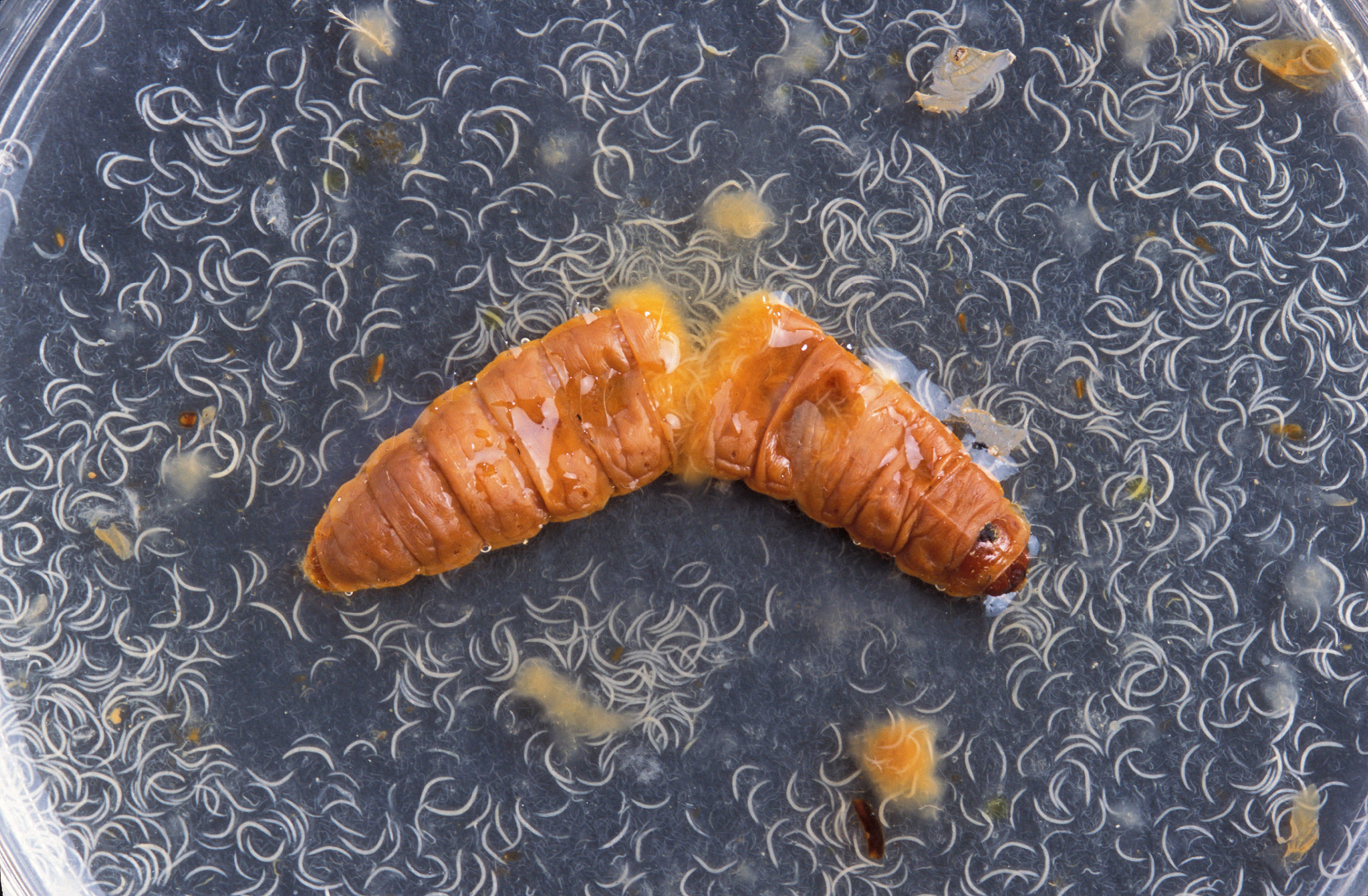 An up-close view of nematodes emerging from an infected wax moth larva. The wax moth larva is orange, thick, and rounded like a worm. It is split in the half and that's where the nematodes are emerging from in a petri dish. The nematodes are white half-moon slivers.